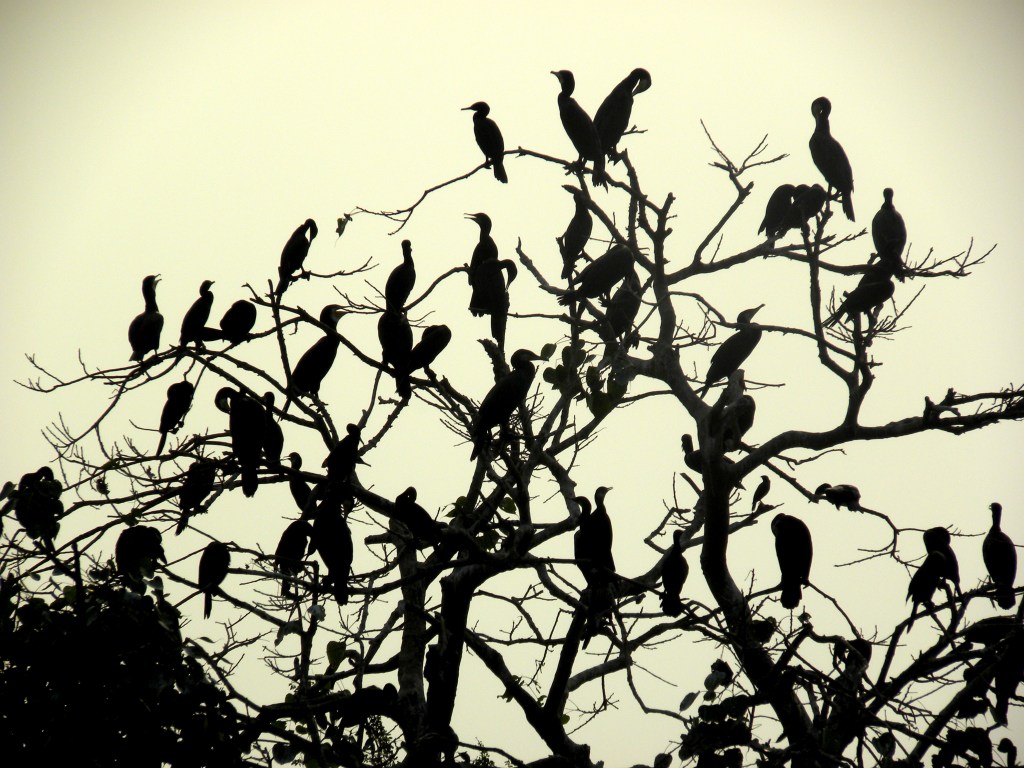 The tree of&nbsp;life