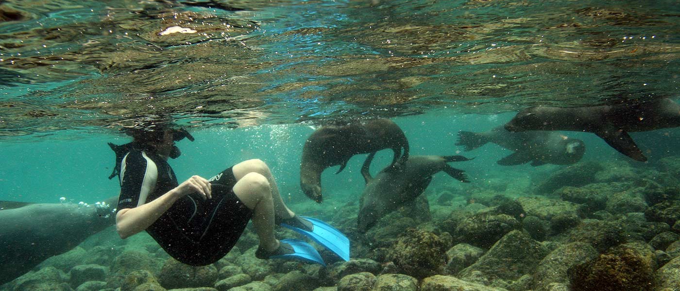 snorkeling with sea lions