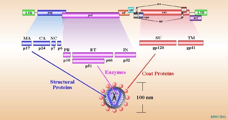 hiv genome