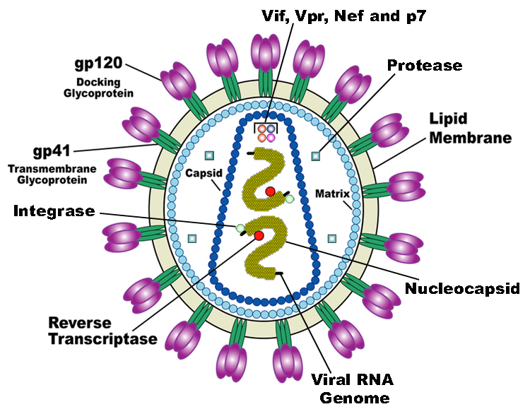 hiv1