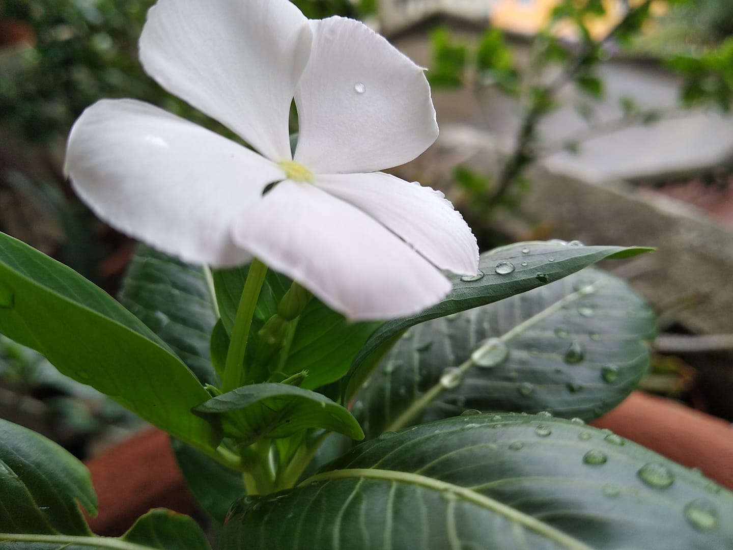 Abhilasha