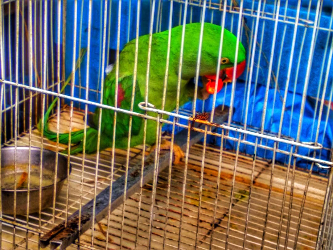 40592934_265896944047989_8147598933841936384_o