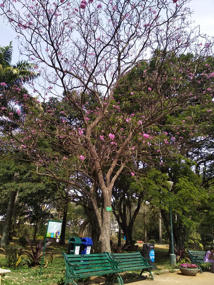 50491099_2455625844464751_8583521617416552448_n