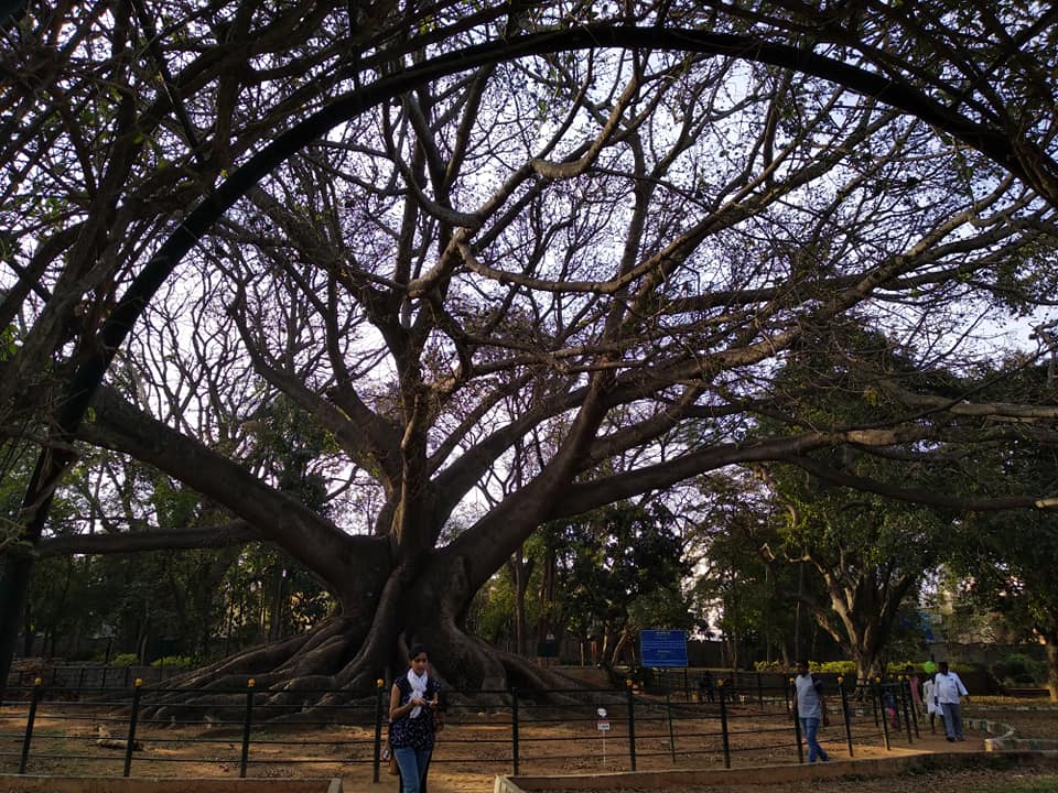 50519874_2455622351131767_8724281345112539136_n