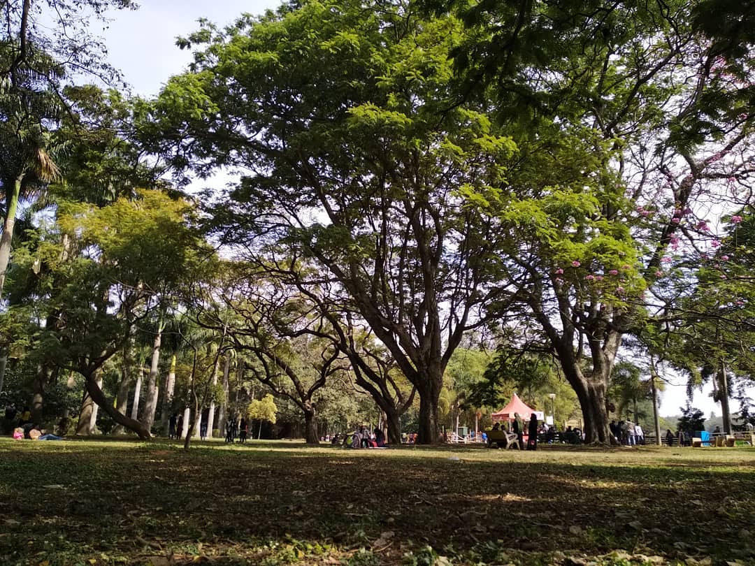 50560808_2455744957786173_3342989865015836672_o