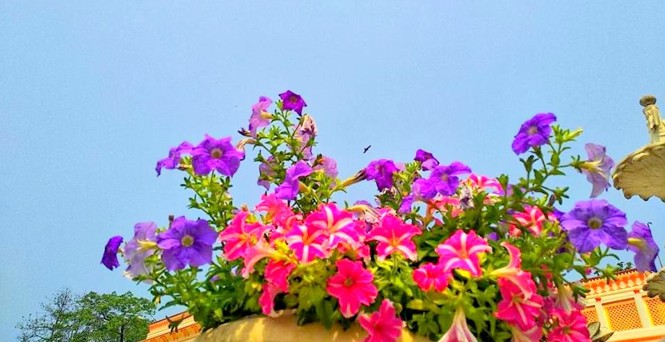 55446984_2542875182406483_7186349991315636224_n